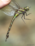 Blue-eyed Darner female Aeshna multicolor