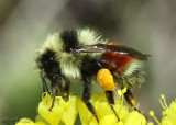 Bumble Bee Bombus tennaris
