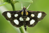 White-spotted Sable Moth Anania funebris #4958