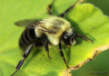 Eastern Bumble Bee Bombus impatiens