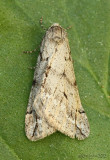 Spring Cankerworm Moth Paleacrita vernata #6662