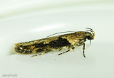 Black-smudged Chionodes Moth Chionodes mediofuscella #2093