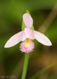 Rose Pogonia Pogonia ophioglossoides