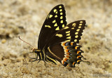 Palamedes Swallowtail