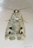Festive Midget Moth Elaphria festivoides #9681