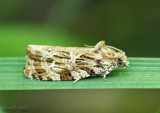 Macrame Moth Phaecasiophora confixana #2771