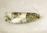 Doubledays Notocelia Moth Notocelia rosaecolana #3208