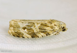 Macrame Moth Phaecasiophora confixana #2771