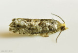White Pinecone Borer Moth Eucosma tocullionana #3074