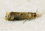 Sumac Leaftier Moth Episimus argutana #2701