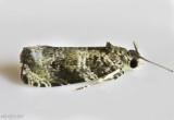 Serviceberry Leafroller Moth Olethreutes appendiceum #2821
