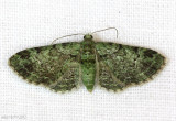 Green Pug Moth Pasiphila rectangulata #7625