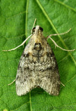 Striped Oak Webworm Moth Pococera expandens #5608