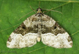 Sharp-angled Carpet Moth Euphyia intermediata #7399