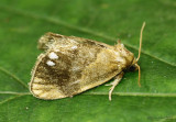 Jeweled Tailed Slug Moth Packardia geminata #4659