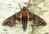 Small-eyed Sphinx Moth Paonias myops #7825