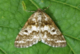 Powder Moth Eufidonia notataria #6638