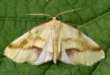 Lemon Plagodis Moth Plagodis serinaria #6840