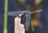 Dot-tailed Whiteface <i>Leucorrhinia intacta</i>