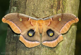 Polyphemus Moth Antheraea polyphemus #7757