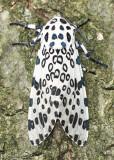 Giant Leopard Moth Hypercompe scribonia #8146