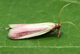 Carmine Snout Moth Peoria approximella #6053
