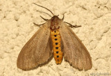 Milkweed Tussock Moth Euchaetes egle #8238
