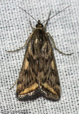 Alfalfa Webworm Moth Loxostege cereralis #5017