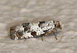Eucosma matutina #3091