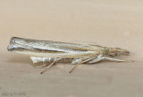 Thaumatopsis fernaldella #5441