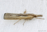 Sod Webworm Moth Pediasia trisecta #5413