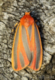 Painted Lichen Moth Hypoprepia fucosa #8090