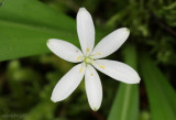 Queens Cup - Clintonia uniflora