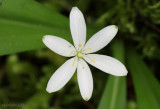 Queen's Cup - Clintonia uniflora