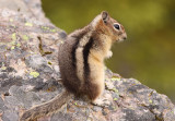 Golden-mantled Ground Squirrel