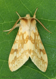Spotted Tussock Moth Lophocampa maculata #8214