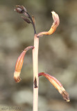 Hexalectris arizonica