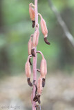 Shining Coralroot Hexalectris nitida