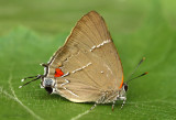 White M Hairstreak