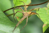 Nursery web spider Pisaurina mira