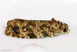 Labyrinth Moth Phaecasiophora niveiguttana #2772