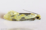 Yellow Wave Moth <i>Hybroma servulella</i> #0300