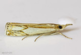 Double-banded Grass-veneer Crambus agitatellus #5362