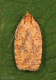 Four-dotted Agonopterix Moth Agonopterix robiniella #0882