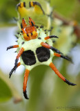 Hickory Horned Devil