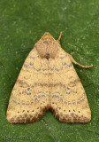 Dotted Sallow Moth Anathix ralla #9961