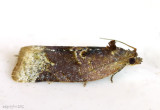 Red-banded Leafroller Moth Argyrotaenia velutinana #3597