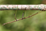 Northern Walkingstick