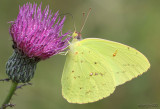 Cloudless Sulphur