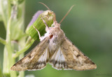 Corn Earworm Moth Helicoverpa zea #11068